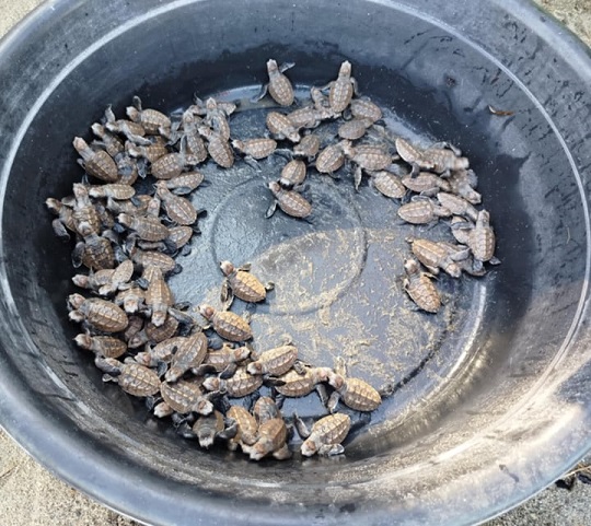 DENR ya larga 88 anak de turtuga ‘hawksbill’