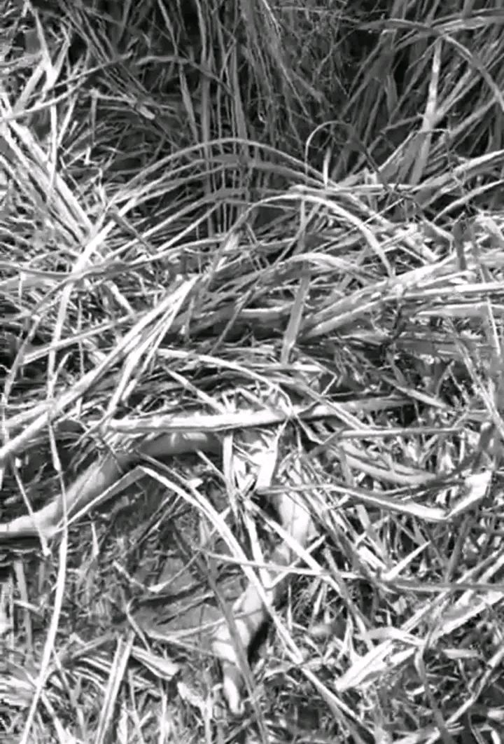 473029684_1045042757643484_1717341474343608101_n