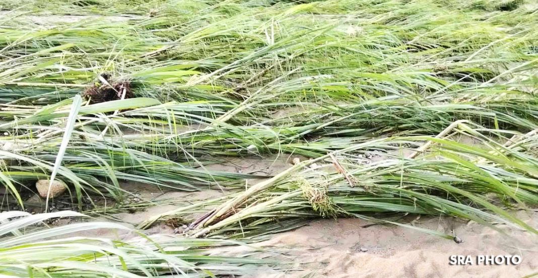 sugar-crops-damaged