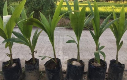 coconut-seed-nuts-1