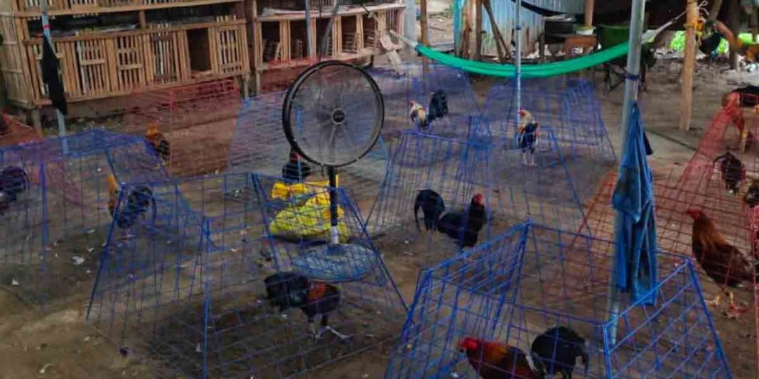 Negros-board-member-faces-e-sabong-probe