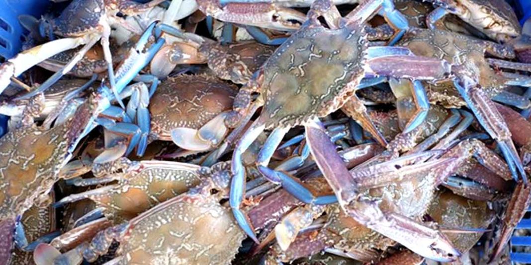 Partnership-to-score-WVs-blue-crab-industry
