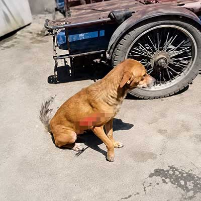Dog-hit-by-dart-arrow-in-Bacolod-City1